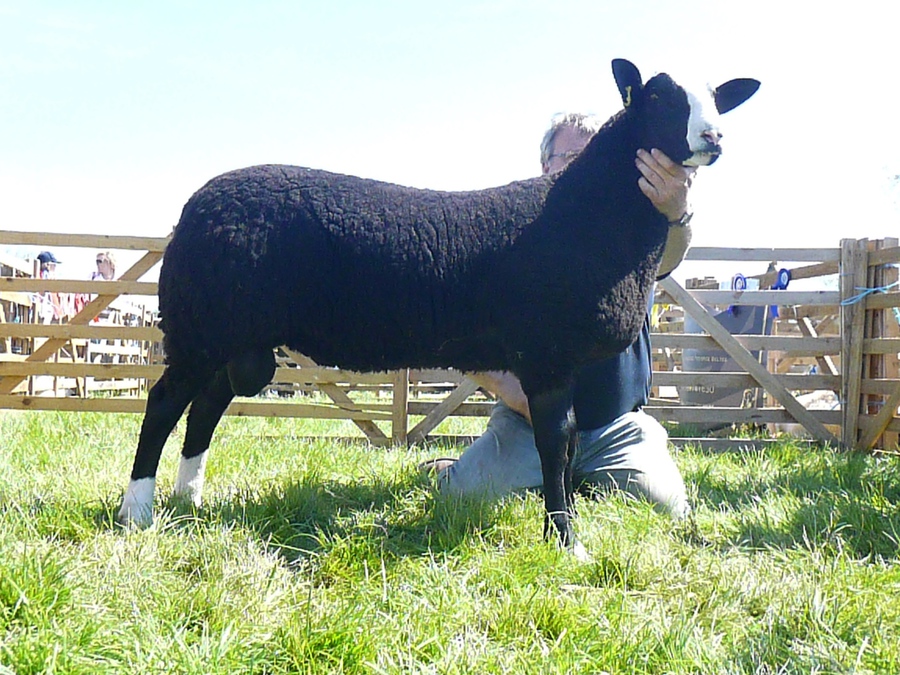 Greenhill Zwartbles Sheep breeders of quality Zwartbles Rams and 